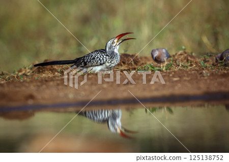 Southern Red billed Hornbill in Greater Kruger National park, South Africa 125138752