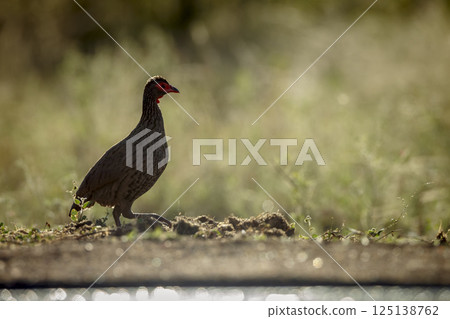 Swainson's Spurfowl in Greater Kruger National park, South Africa 125138762