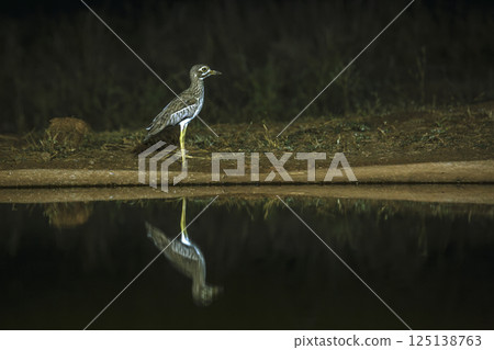 Water thick-knee in Greater Kruger National park, South Africa 125138763