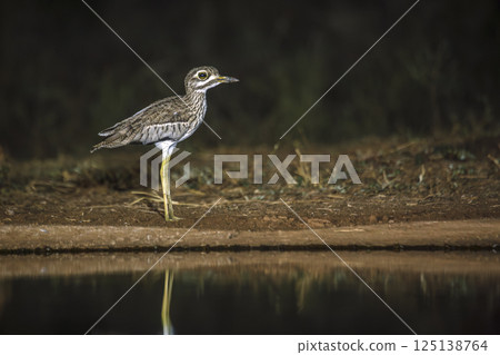 Water thick-knee in Greater Kruger National park, South Africa 125138764