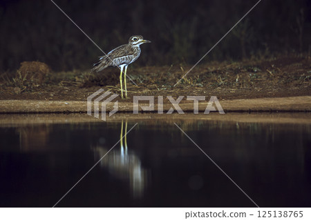 Water thick-knee in Greater Kruger National park, South Africa 125138765