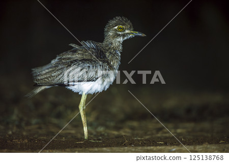 Water thick-knee in Greater Kruger National park, South Africa Water thick-knee in Greater Kruger National park, South Africa 125138768
