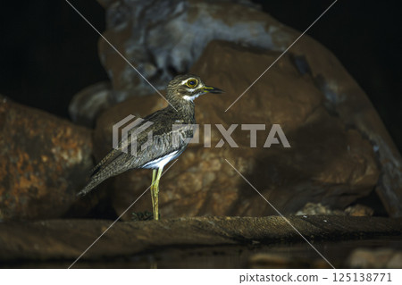 Water thick-knee in Greater Kruger National park, South Africa 125138771