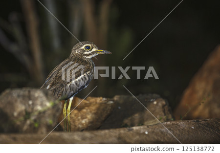 Water thick-knee in Greater Kruger National park, South Africa Water thick-knee in Greater Kruger National park, South Africa 125138772