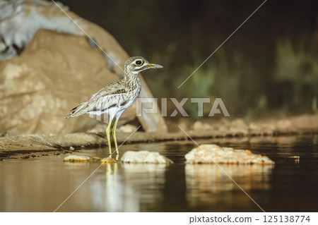 Water thick-knee in Greater Kruger National park, South Africa 125138774