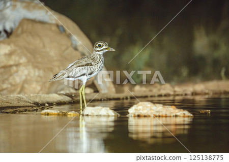 Water thick-knee in Greater Kruger National park, South Africa 125138775