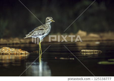 Water thick-knee in Greater Kruger National park, South Africa 125138777