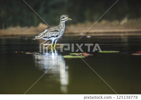 Water thick-knee in Greater Kruger National park, South Africa 125138778