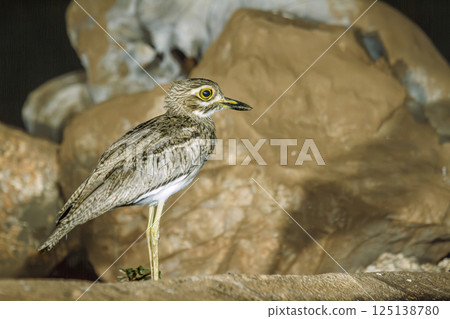 Water thick-knee in Greater Kruger National park, South Africa 125138780