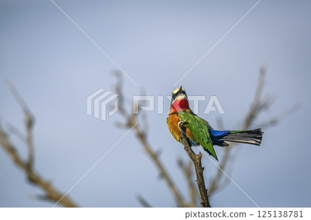 White fronted Bee eater in Greater Kruger National park, South Africa White fronted Bee eater in Greater Kruger National park, South Africa 125138781