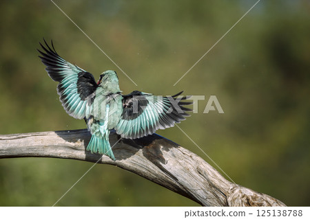 Woodland kingfisher in Greater Kruger National park, South Africa Woodland kingfisher in Greater Kruger National park, South Africa 125138788