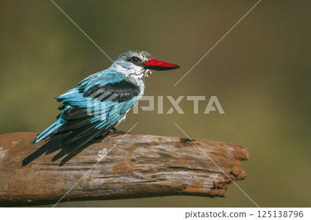 Woodland kingfisher in Greater Kruger National park, South Africa 125138796