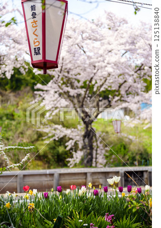 The station is nicknamed Noto Sakura Station, and the cherry blossoms at Noto Kashima Station on the railway line are in full bloom. 125138840