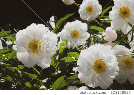 Peonies in bloom. Peonies in bloom. 125138925