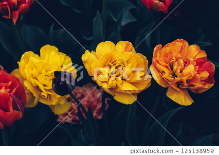 Tulips in bloom. 125138959