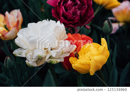 Tulips in bloom. 125138960