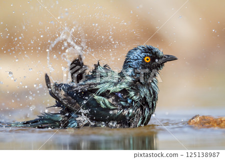 Cape Glossy Starling in Greater Kruger National park, South Africa 125138987