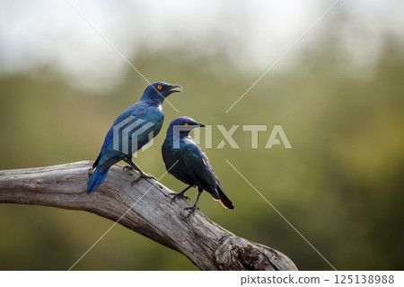 Cape Glossy Starling in Greater Kruger National park, South Africa 125138988