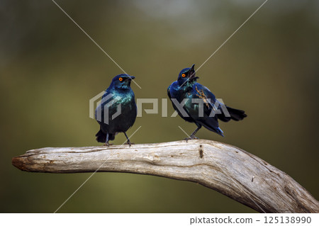 Cape Glossy Starling in Greater Kruger National park, South Africa Cape Glossy Starling in Greater Kruger National park, South Africa 125138990