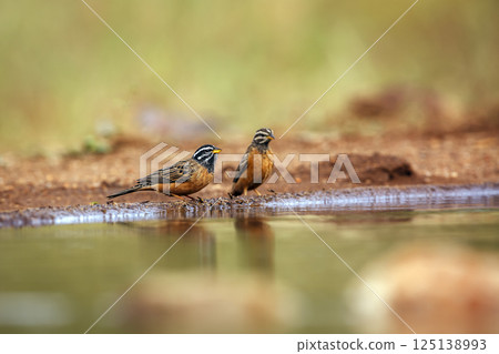 Cinnamon breasted Bunting in Greater Kruger National park, South Africa 125138993