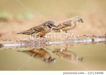 Cut throat finch in Greater Kruger National park, South Africa 125138996
