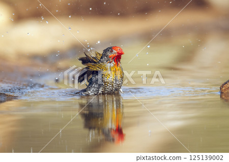 Green winged Pytilia in Greater Kruger National park, South Africa 125139002