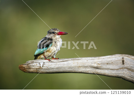 Grey-headed Kingfisher in Greater Kruger National park, South Africa 125139010