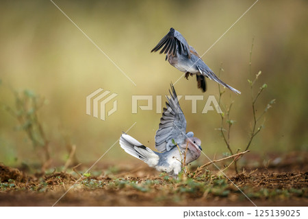 Laughing Dove in Greater Kruger National park, South Africa 125139025
