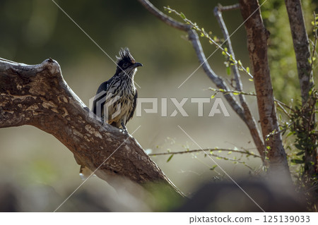 Levaillant's Cuckoo in Greater Kruger National park, South Africa 125139033