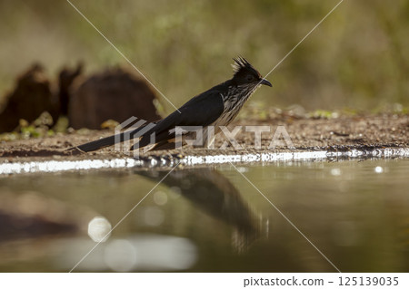 Levaillant's Cuckoo in Greater Kruger National park, South Africa Levaillant's Cuckoo in Greater Kruger National park, South Africa 125139035