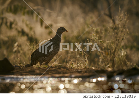 Natal francolin in Greater Kruger National park, South Africa 125139039