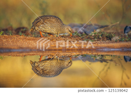 Natal francolin in Greater Kruger National park, South Africa Natal francolin in Greater Kruger National park, South Africa 125139042
