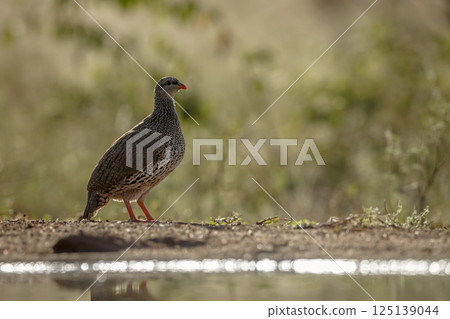 Natal francolin in Greater Kruger National park, South Africa Natal francolin in Greater Kruger National park, South Africa 125139044
