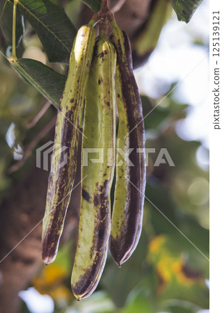 A trio of elongated, green seed pods hang from a tree branch, displaying unique dark markings against a backdrop of leaves and sky. 125139121