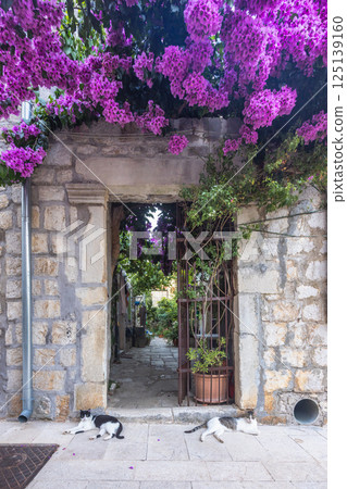 Ston, historic town in Peljesac peninsula in Croatia, Europe. Quaint stone doorway with vibrant purple flowers cascading overhead, two cats relaxing on the sunlit stone path. 125139160