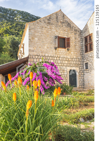 Ston, historic town in Peljesac peninsula in Croatia, Europe. Picturesque stone building with vibrant orange torch lilies and purple bougainvillea in a lush garden setting. Ston, historic town in Peljesac peninsula in Croatia, Europe. Picturesque stone building with vibrant orange torch lilies and purple bougainvillea in a lush garden setting. 125139165