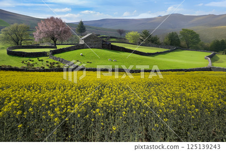 Spring in the Yorkshire Dales - Northeast England 125139243