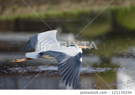 灰鷺蒼鷺 / 日本 灰鷺蒼鷺 / 日本 125139294