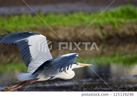 Gray heron heron / Japan 125139296