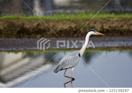Gray heron heron / Japan 125139297