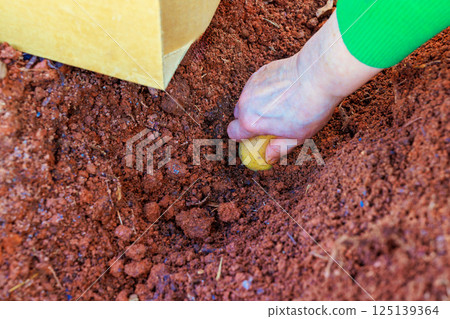 Hand gently places potato into soil, indicating preparation for growth in home garden. Hand gently places potato into soil, indicating preparation for growth in home garden. 125139364