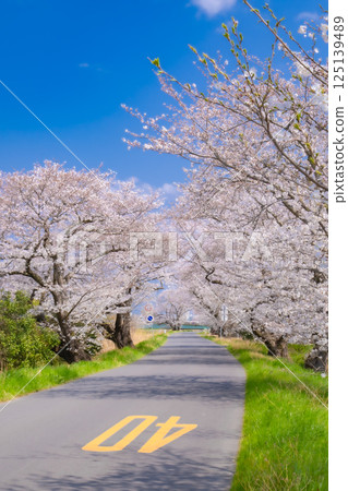Cherry blossoms in Tsuchiura 125139489