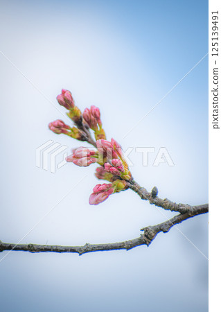 Cherry blossoms in Tsuchiura 125139491