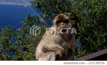 Barbary macaque sitting on a railing contemplating the Strait of Gibraltar in Gibraltar 125139559