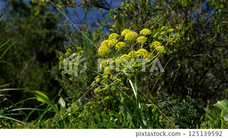 Canary creeper flowering on coastal scrubland illuminated by sunlight Canary creeper flowering on coastal scrubland illuminated by sunlight 125139592