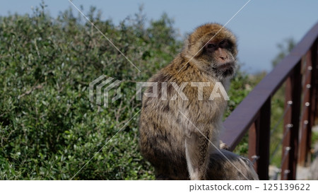 Barbary macaque sitting on a railing contemplating the Strait of Gibraltar in Gibraltar 125139622