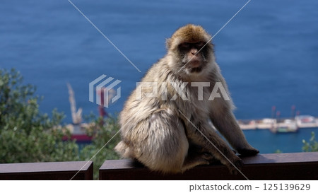 Barbary macaque sitting on a railing overlooking the sea in Gibraltar 125139629
