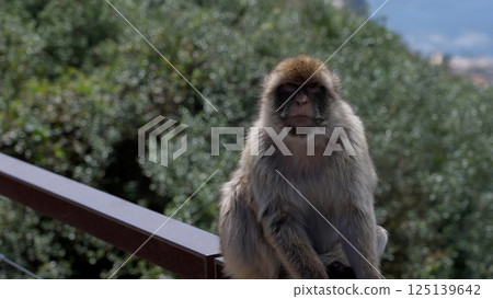Barbary macaque sitting on a railing contemplating the Strait of Gibraltar in Gibraltar 125139642