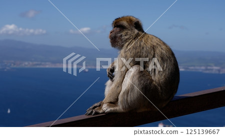 Barbary macaque sitting on a railing contemplating the Strait of Gibraltar in Gibraltar Barbary macaque sitting on a railing contemplating the Strait of Gibraltar in Gibraltar 125139667