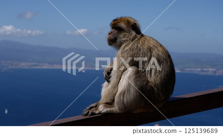 Barbary macaque sitting on a railing contemplating the Strait of Gibraltar in Gibraltar Barbary macaque sitting on a railing contemplating the Strait of Gibraltar in Gibraltar 125139689